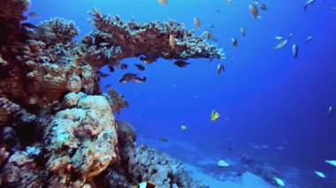 Su altındaki resif sahnesi palyaço balığı. Tropik sualtı balığı. Renkli tropikal mercan resifi. Sahne resifi. Deniz yaşamı deniz dünyası. Su altı balık resifi denizcisi.