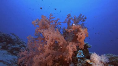 Resif Sualtı Yumuşak Mercanları. Tropik sualtı balığı. Renkli tropikal mercan resifi. Sahne resifi. Deniz yaşamı deniz dünyası. Su altı balık resifi denizcisi.