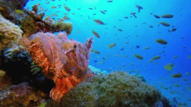 Akrep Balığı. Tropik sualtı balığı. Renkli tropikal mercan resifi. Sahne resifi. Deniz yaşamı deniz dünyası. Su altı balık resifi denizcisi.