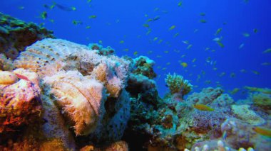 Akrep Balık Mercan Bahçesi. Tropik sualtı balığı. Renkli tropikal mercan resifi. Sahne resifi. Deniz yaşamı deniz dünyası. Su altı balık resifi denizcisi.