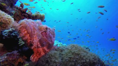 Akrep Balığı Tropikal Deniz. Tropik sualtı deniz balığı. Renkli tropikal mercan resifi. Sahne resifi. Deniz yaşamı deniz dünyası. Su altı balık resifi denizcisi.