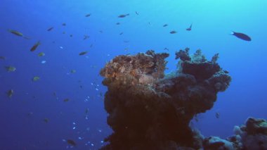 Akrep Balığı Mavi Deniz Mercanları. Tropik sualtı balığı. Renkli tropikal mercan resifi. Sahne resifi. Deniz yaşamı deniz dünyası. Su altı balık resifi denizcisi.
