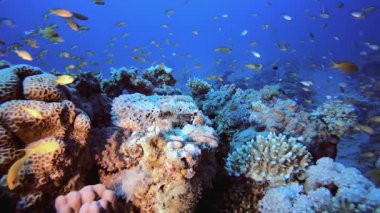 Scorpion-Fishtropical Sualtı. Tropik sualtı balığı. Renkli tropikal mercan resifi. Sahne resifi. Deniz yaşamı deniz dünyası. Su altı balık resifi denizcisi.