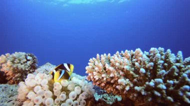 Deniz Amonları Palyaço Balığı. Tropik sualtı balığı. Renkli tropikal mercan resifi. Sahne resifi. Deniz yaşamı deniz dünyası. Su altı balık resifi denizcisi.