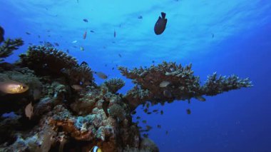 Deniz suyu okyanus yaşamı palyaço balığı. Tropik mavi deniz suyu. Mercan bahçesi deniz manzarası. Deniz dalgaları. Su altı dünyası hayatı. Tropik sualtı deniz manzarası. Resif mercan sahnesi.