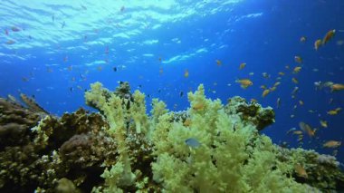 Yumuşak Mercan Brokoli ve Renkli Balıklar. Tropik mavi deniz suyu. Mercan bahçesi deniz manzarası. Deniz dalgaları. Su altı dünyası hayatı. Tropik sualtı deniz manzarası. Resif mercan sahnesi.