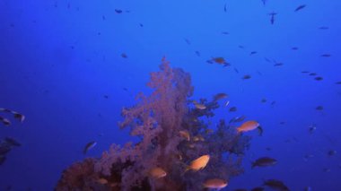 Yumuşak Mercanlar Mavi Deniz. Tropik mavi deniz suyu. Mercan bahçesi deniz manzarası. Deniz dalgaları. Su altı dünyası hayatı. Tropik sualtı deniz manzarası. Resif mercan sahnesi.