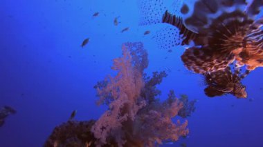 Yumuşak Mercan Aslan Balığı. Tropik mavi deniz suyu. Mercan bahçesi deniz manzarası. Deniz dalgaları. Su altı dünyası hayatı. Tropik sualtı deniz manzarası. Resif mercan sahnesi.