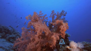 Yumuşak Mercanlar Sualtı Tropikal. Tropik mavi deniz suyu. Mercan bahçesi deniz manzarası. Deniz dalgaları. Su altı dünyası hayatı. Tropik sualtı deniz manzarası. Resif mercan sahnesi.
