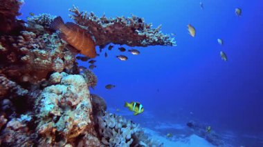 Tropik Palyaço Balığı. Tropik mavi deniz suyu. Mercan bahçesi deniz manzarası. Deniz dalgaları. Su altı dünyası hayatı. Tropik sualtı deniz manzarası. Resif mercan sahnesi.