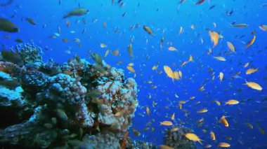 Tropik Arka plan Balığı. Tropik mavi deniz suyu. Mercan bahçesi deniz manzarası. Deniz dalgaları. Su altı dünyası hayatı. Tropik sualtı deniz manzarası. Resif mercan sahnesi.