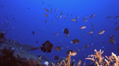 Tropik Aslan Balığı. Tropik mavi deniz suyu. Mercan bahçesi deniz manzarası. Deniz dalgaları. Su altı dünyası hayatı. Tropik sualtı deniz manzarası. Resif mercan sahnesi.
