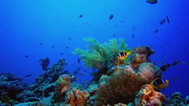 Tropik Deniz Palyaço Balığı. Tropik mavi deniz suyu. Mercan bahçesi deniz manzarası. Deniz dalgaları. Su altı dünyası hayatı. Tropik sualtı deniz manzarası. Resif mercan sahnesi.