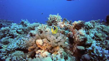 Tropik Palyaço Balığı ve Deniz Amonları. Tropik mavi deniz suyu. Mercan bahçesi deniz manzarası. Deniz dalgaları. Su altı dünyası hayatı. Tropik sualtı deniz manzarası. Resif mercan sahnesi.