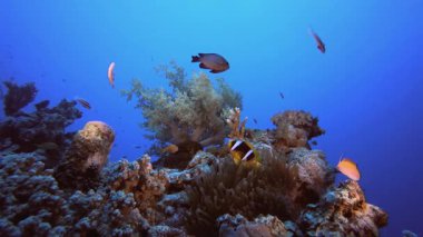 Tropik Palyaço Balığı ve Deniz Amonları. Tropik mavi deniz suyu. Mercan bahçesi deniz manzarası. Deniz dalgaları. Su altı dünyası hayatı. Tropik sualtı deniz manzarası. Resif mercan sahnesi.