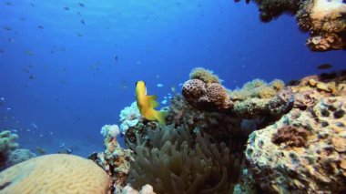 Tropik Palyaço Balığı Mercan Resifi. Tropik mavi deniz suyu. Mercan bahçesi deniz manzarası. Deniz dalgaları. Su altı dünyası hayatı. Tropik sualtı deniz manzarası. Resif mercan sahnesi.