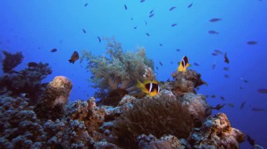 Tropik Palyaço Balığı Mercan Resifi. Tropik mavi deniz suyu. Mercan bahçesi deniz manzarası. Deniz dalgaları. Su altı dünyası hayatı. Tropik sualtı deniz manzarası. Resif mercan sahnesi.