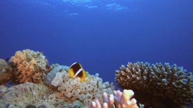 Tropik Palyaço Balığı Mercan Resifi. Tropik mavi deniz suyu. Mercan bahçesi deniz manzarası. Deniz dalgaları. Su altı dünyası hayatı. Tropik sualtı deniz manzarası. Resif mercan sahnesi.