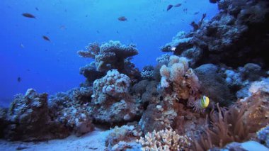 Tropik Renkli Palyaço Balığı. Tropik mavi deniz suyu. Mercan bahçesi deniz manzarası. Deniz dalgaları. Su altı dünyası hayatı. Tropik sualtı deniz manzarası. Resif mercan sahnesi.