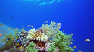 Tropik Renkli Balık ve Yumuşak Mercan. Tropik mavi deniz suyu. Mercan bahçesi deniz manzarası. Deniz dalgaları. Su altı dünyası hayatı. Tropik sualtı deniz manzarası. Resif mercan sahnesi.