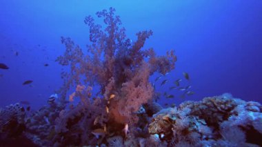 Tropik Renkli Yumuşak Mercanlar Mavi Deniz. Tropik mavi deniz suyu. Mercan bahçesi deniz manzarası. Deniz dalgaları. Su altı dünyası hayatı. Tropik sualtı deniz manzarası. Resif mercan sahnesi.