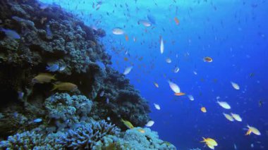 Tropik Renkli Sualtı Ambiyansı. Tropik mavi deniz suyu. Mercan bahçesi deniz manzarası. Deniz dalgaları. Su altı dünyası hayatı. Tropik sualtı deniz manzarası. Resif mercan sahnesi.