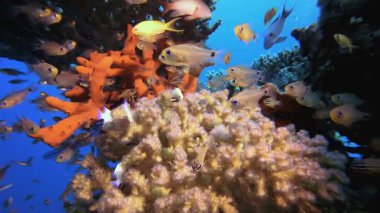 Tropik Renkli Sualtı Balığı. Tropik mavi deniz suyu. Mercan bahçesi deniz manzarası. Deniz dalgaları. Su altı dünyası hayatı. Tropik sualtı deniz manzarası. Resif mercan sahnesi.