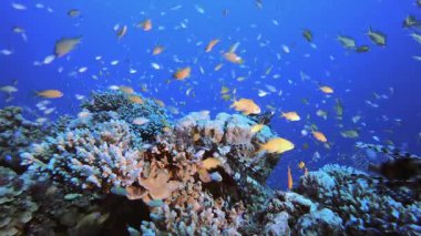 Tropik Mercan Bahçesi Deniz Hayatı. Tropik mavi deniz suyu. Mercan bahçesi deniz manzarası. Deniz dalgaları. Su altı dünyası hayatı. Tropik sualtı deniz manzarası. Resif mercan sahnesi.