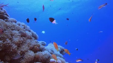Tropikal Mercan Resifi Deniz Hayatı. Tropik mavi deniz suyu. Mercan bahçesi deniz manzarası. Deniz dalgaları. Su altı dünyası hayatı. Tropik sualtı deniz manzarası. Resif mercan sahnesi.