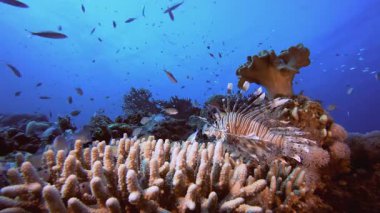 Tropikal Mercan Resifi Deniz Hayatı. Tropik mavi deniz suyu. Mercan bahçesi deniz manzarası. Deniz dalgaları. Su altı dünyası hayatı. Tropik sualtı deniz manzarası. Resif mercan sahnesi.