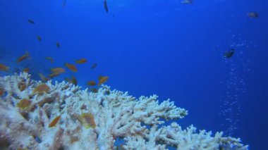 Tropikal Mercan Kayalıkları Deniz Burnu. Tropik mavi deniz suyu. Mercan bahçesi deniz manzarası. Deniz dalgaları. Su altı dünyası hayatı. Tropik sualtı deniz manzarası. Resif mercan sahnesi.