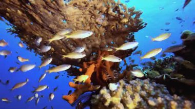 Tropik Balık ve Mercan Resifleri. Tropik mavi deniz suyu. Mercan bahçesi deniz manzarası. Deniz dalgaları. Su altı dünyası hayatı. Tropik sualtı deniz manzarası. Resif mercan sahnesi.