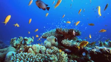 Tropik Balık ve Mercan Resifleri. Tropik mavi deniz suyu. Mercan bahçesi deniz manzarası. Deniz dalgaları. Su altı dünyası hayatı. Tropik sualtı deniz manzarası. Resif mercan sahnesi.