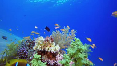 Tropik Balık ve Mercan Resifi. Tropik mavi deniz suyu. Mercan bahçesi deniz manzarası. Deniz dalgaları. Su altı dünyası hayatı. Tropik sualtı deniz manzarası. Resif mercan sahnesi.