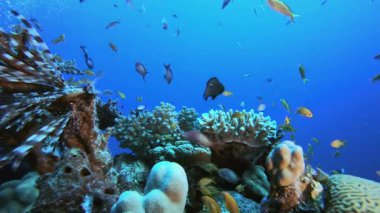 Tropik Balık ve Mercan Resifi. Tropik mavi deniz suyu. Mercan bahçesi deniz manzarası. Deniz dalgaları. Su altı dünyası hayatı. Tropik sualtı deniz manzarası. Resif mercan sahnesi.