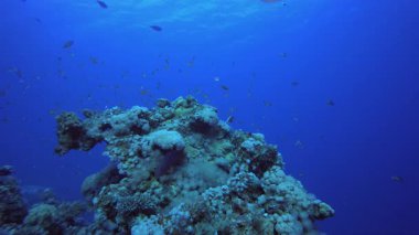 Tropik Balık ve Mercan Resifi. Tropik mavi deniz suyu. Mercan bahçesi deniz manzarası. Deniz dalgaları. Su altı dünyası hayatı. Tropik sualtı deniz manzarası. Resif mercan sahnesi.