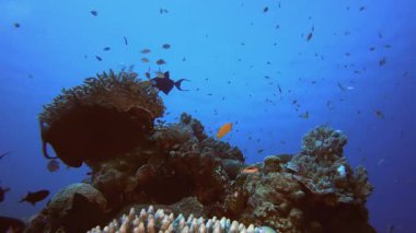 Tropikal Balık ve Mercan Resifi Tetik Balığı. Tropik mavi deniz suyu. Mercan bahçesi deniz manzarası. Deniz dalgaları. Su altı dünyası hayatı. Tropik sualtı deniz manzarası. Resif mercan sahnesi.