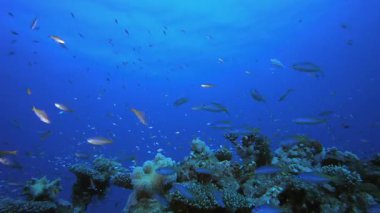 Tropik Balık Mercan Kayalıkları. Tropik mavi deniz suyu. Mercan bahçesi deniz manzarası. Deniz dalgaları. Su altı dünyası hayatı. Tropik sualtı deniz manzarası. Resif mercan sahnesi.