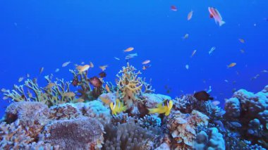 Tropik Balık Mercan Resifi Palyaço Balığı. Tropik mavi deniz suyu. Mercan bahçesi deniz manzarası. Deniz dalgaları. Su altı dünyası hayatı. Tropik sualtı deniz manzarası. Resif mercan sahnesi.