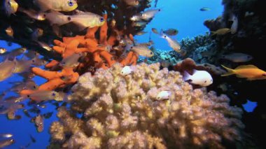 Tropik Su altı Balık Resifi. Tropik mavi deniz suyu. Mercan bahçesi deniz manzarası. Deniz dalgaları. Su altı dünyası hayatı. Tropik sualtı deniz manzarası. Resif mercan sahnesi.