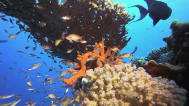 Tropikal Cam Balık Mercan Resifi. Tropik mavi deniz suyu. Mercan bahçesi deniz manzarası. Deniz dalgaları. Su altı dünyası hayatı. Tropik sualtı deniz manzarası. Resif mercan sahnesi.