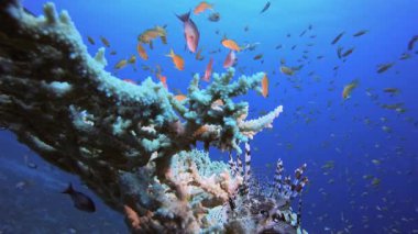 Tropik Aslan Balığı. Tropik mavi deniz suyu. Mercan bahçesi deniz manzarası. Deniz dalgaları. Su altı dünyası hayatı. Tropik sualtı deniz manzarası. Resif mercan sahnesi.