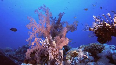 Tropik Aslan Balığı ve Mercan Resifi. Tropik mavi deniz suyu. Mercan bahçesi deniz manzarası. Deniz dalgaları. Su altı dünyası hayatı. Tropik sualtı deniz manzarası. Resif mercan sahnesi.