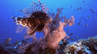 Tropikal Aslan Balığı Yumuşak Mercanları. Tropik mavi deniz suyu. Mercan bahçesi deniz manzarası. Deniz dalgaları. Su altı dünyası hayatı. Tropik sualtı deniz manzarası. Resif mercan sahnesi.