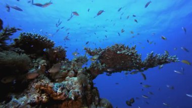 Tropik Deniz Mercan Bahçesi. Tropik mavi deniz suyu. Mercan bahçesi deniz manzarası. Deniz dalgaları. Su altı dünyası hayatı. Tropik sualtı deniz manzarası. Resif mercan sahnesi.
