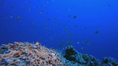 Tropik Deniz Mercan Bahçesi. Tropik mavi deniz suyu. Mercan bahçesi deniz manzarası. Deniz dalgaları. Su altı dünyası hayatı. Tropik sualtı deniz manzarası. Resif mercan sahnesi.