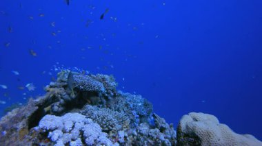 Tropik Deniz Mercan Bahçesi. Tropik mavi deniz suyu. Mercan bahçesi deniz manzarası. Deniz dalgaları. Su altı dünyası hayatı. Tropik sualtı deniz manzarası. Resif mercan sahnesi.