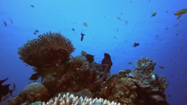 Tropik Deniz Mercan Bahçesi Tetikleyici Balığı. Tropik mavi deniz suyu. Mercan bahçesi deniz manzarası. Deniz dalgaları. Su altı dünyası hayatı. Tropik sualtı deniz manzarası. Resif mercan sahnesi.