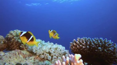 Tropik Kırmızı Palyaço Balığı ve Deniz Amonları. Tropik mavi deniz suyu. Mercan bahçesi deniz manzarası. Deniz dalgaları. Su altı dünyası hayatı. Tropik sualtı deniz manzarası. Resif mercan sahnesi.