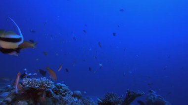 Tropikal resif balığı. Tropik mavi deniz suyu. Mercan bahçesi deniz manzarası. Deniz dalgaları. Su altı dünyası hayatı. Tropik sualtı deniz manzarası. Resif mercan sahnesi.